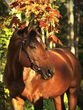 autumn portrait of bay horse