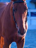 portrait of red horse in twilight