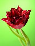 Beautiful red tulip flower over light green background