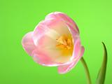 Beautifu spring pink tulip flower over light green background