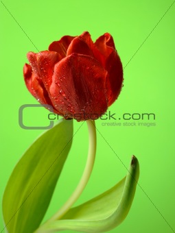 Beautiful red tulip flower over light green background