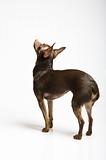 Picture of a funny curious toy terrier dog looking up.