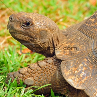 Portrait of a large tortoise