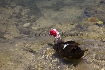 Muscovy Duck Swimming