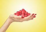 fresh raspberries in woman hand over yellow