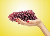 Red grapes in a female hand over yellow
