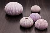 collection of violet and pink shells