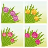 colorful tulips backgrounds