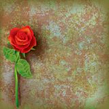 abstract floral illustration with red rose