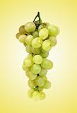 fresh grape over yellow