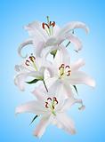 beautiful white lily over blue background