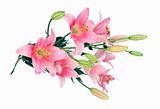 Beautiful pink lilies on white background