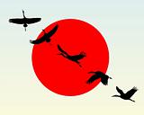Silhouettes of flying cranes