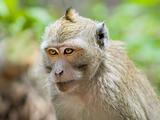 close-up monkey in jungles