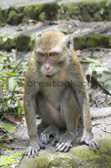 Portrait of the monkey 