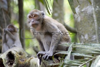  Monkey in jungles