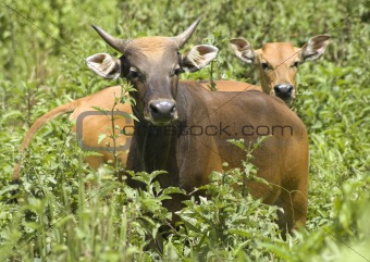 Green meadow with cows 