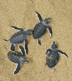 turtles give birth