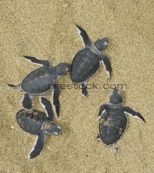 turtles give birth