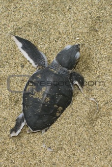turtle give birth 