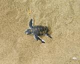 turtles give birth and get out from sand 
