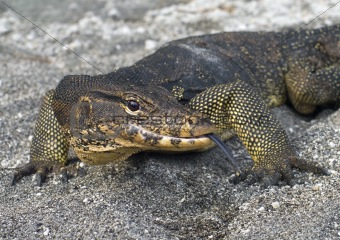 Large monitor lizard on the sand