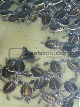 little sea turtles in the pool 