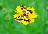 Butterfly sitting on yellow flower over green grass