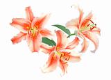 red lilies on white background