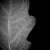 Ð¡lose-up of leaf veins, monochrome.