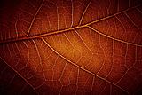  leaf vein texture