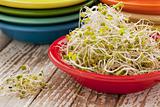 broccoli and clover sprouts