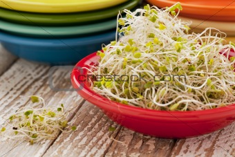 broccoli and clover sprouts