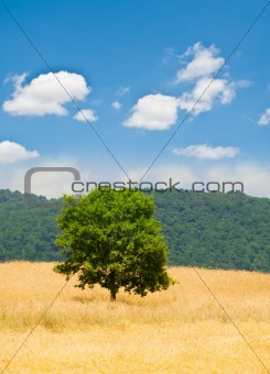 Lonely tree on the wheat field at bright summer day