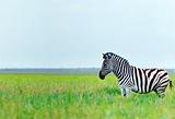 Zebra in the spring steppe