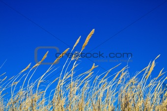 Waving Grass