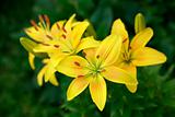 Yellow lilies on green background