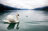 White swan in mist lake