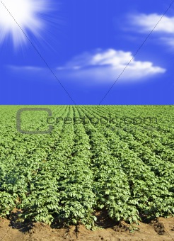 Potato field against blue sky and clouds