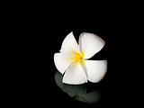 A single white plumeria flower