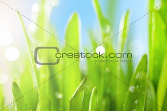 fresh grass