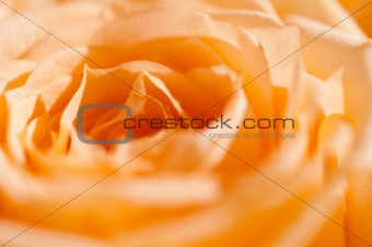 rose macro