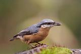 nuthatch with grain