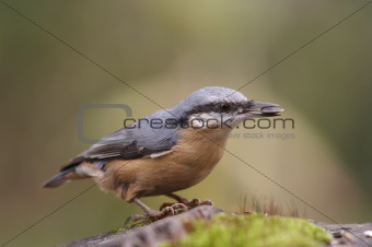 nuthatch with grain