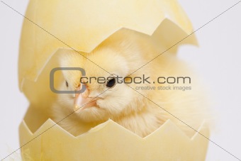 Chick and Egg