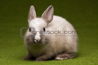 Green background and bunny