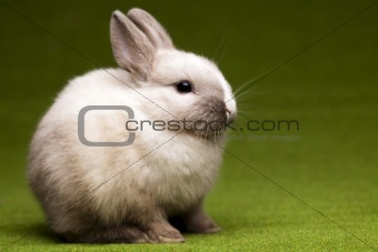 Green background and bunny