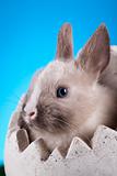 Baby bunny