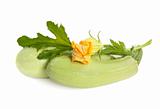 fresh zucchini fruits with green leaves and flower
