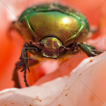 scarabaeid beetle